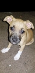 American Pit Bull Terrier – Chapo