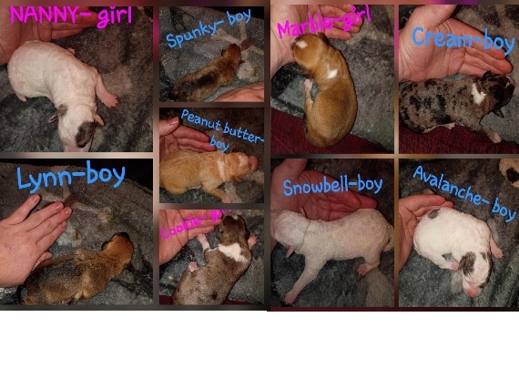 Australian Cattle Dog – BLUE HEELER MIX PUPPIES – Dover