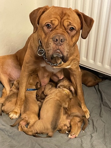 Dogue de Bordeaux – dogue de Bordeaux puppies