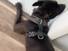 puppy pit – Baltimore