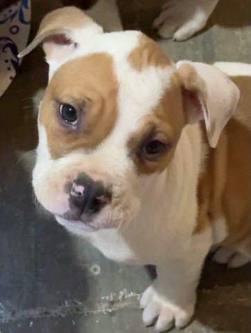 American Bulldog – American Bulldog Puppies