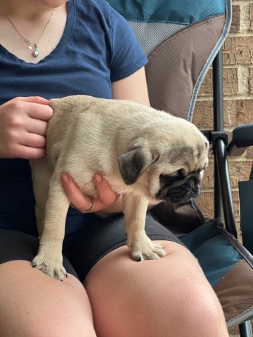 Pug – Fawn Pug Female