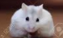 Winter white hamster