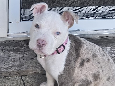 American Pit Bull Terrier – looking for a home – Niles