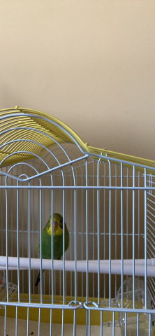 parakeet cage included