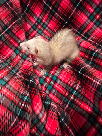 Ferret