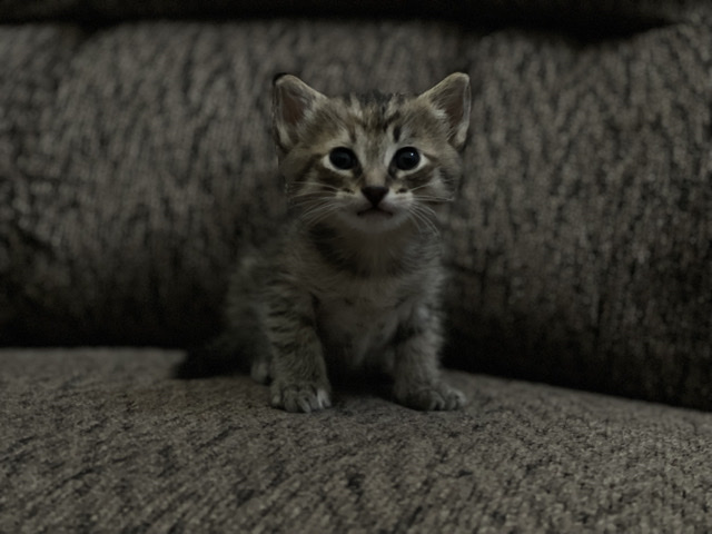 Russian White, Black and Tabby – kitten in need of home – Turlock