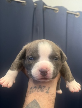 American Pit Bull Terrier – American bullies pocket 4 females