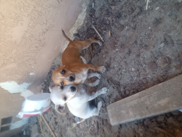 Chihuahua – puppys for free