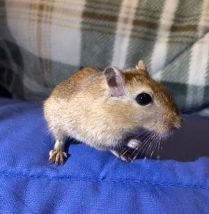 Any – male gerbil free with food and bedding