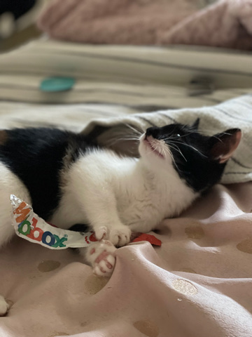 adorable calico kitten