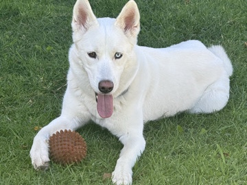 Siberian Husky – Loving 1 year old – Inglewood