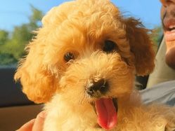 Maltipoo – Maltipoo Female – Carrollton
