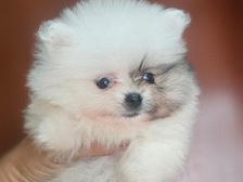 Pomeranian - teacup Pomerania  available for adoption in Dubai