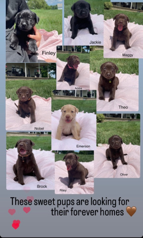Labrador Retriever – AKC registered lab puppies