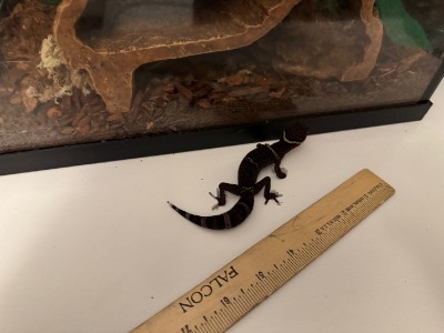 Lizard – Chinese Cave Gecko – Alhambra