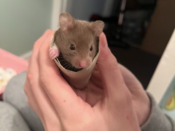Hamster – female baby Syrian hamster – Consett