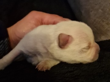 Chihuahua – süße chiwawa / Französische bulldogge – Mülheim