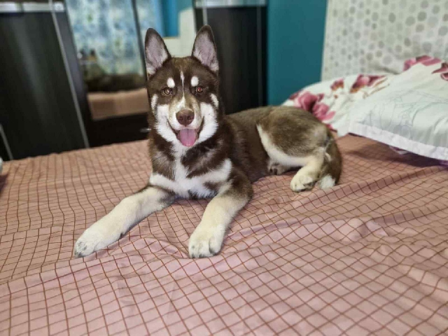 Siberian Husky – Vente husky sibérien – Villiers-le-Bel
