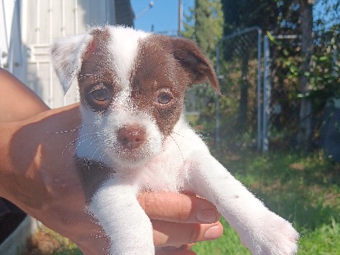 Chihuahua – 2 month Old Viva