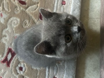 British Shorthair – BKH Kitten weiblich – Frankfurt