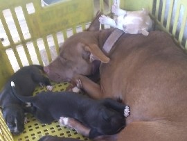 American Pit Bull Terrier – filhote de pitibull