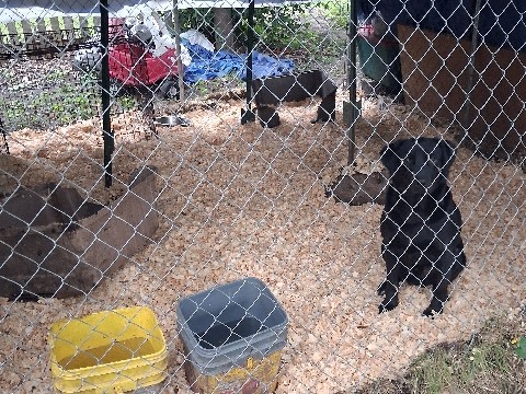 Labrador Retriever – free 00 – Emporia