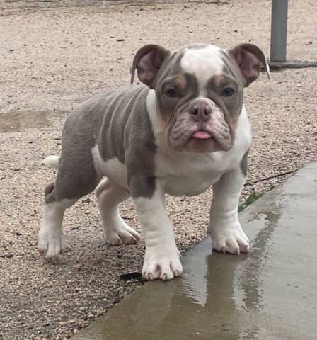 Olde English Bulldogge – scrappy🐾