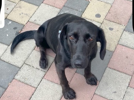 Mixed Breed – Lulu – Batumi