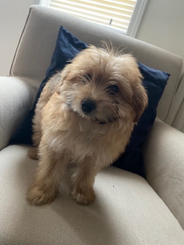 Poodle – poodle + Pomeranian mixed 3 months puppies