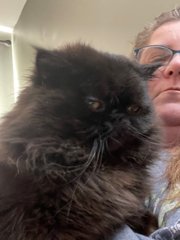 doll face Persian