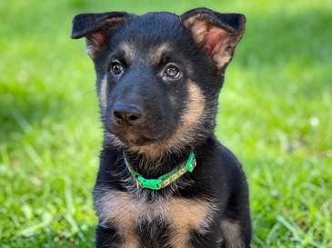 German Shepherd – Selling 2 puppies – North Providence