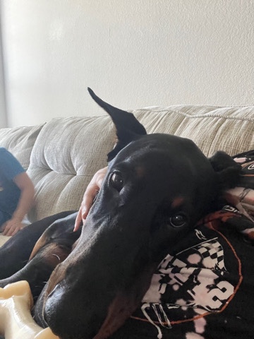 Doberman Pinscher – Doberman Puppy For Sale