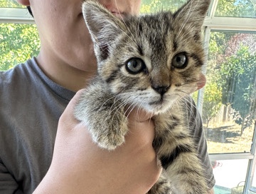 American Shorthair – Kitten – Richmond