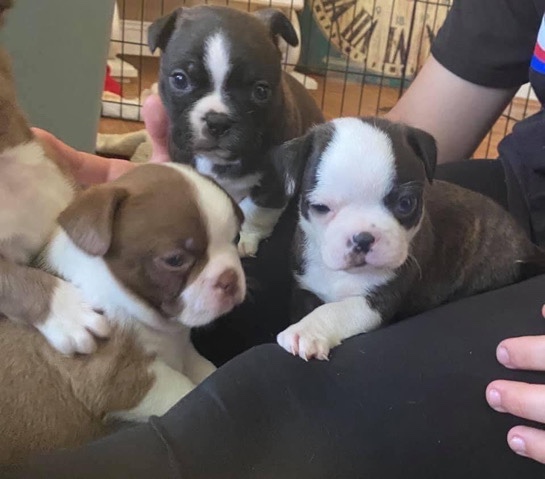 Boston Terrier – American Bulldog Boston Terrier(puppy)