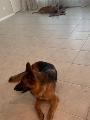 German Shepherd – 2 German shepherds