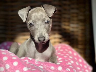 Italian Greyhound puppies 