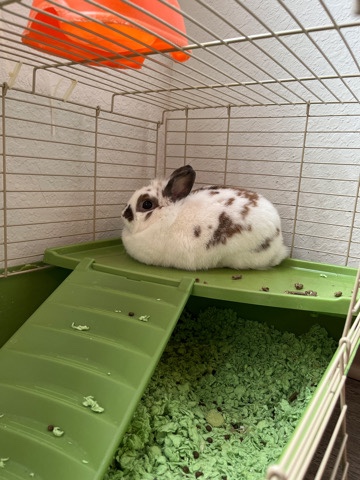 Adult Female Rabbit