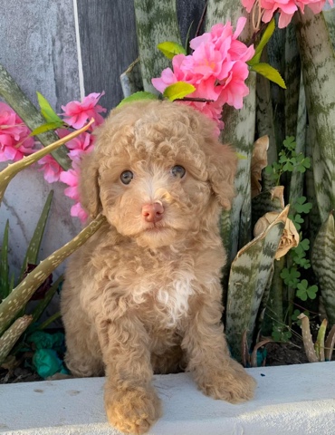Poodle – Maltipoo