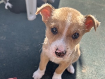 American Pit Bull Terrier – free puppy healthy and playful – San Bernardino