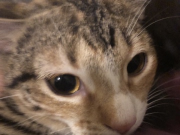 cat – Avondale