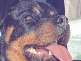 Rottweiler – cane in adozione – Caivano