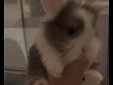 lapin nain – Ottignies-Louvain-la-Neuve