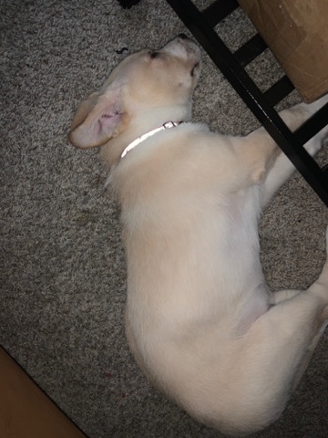 German Shepherd – German Shepard/husky mix