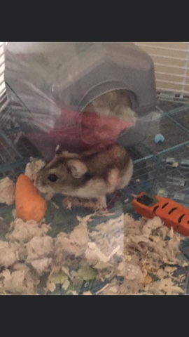 hamster