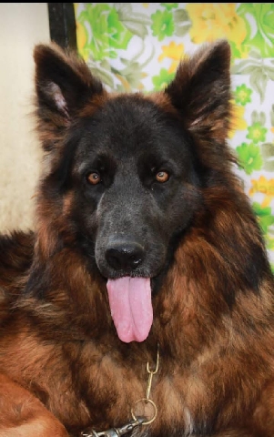 German Shepherd – Gsd female puppies for sale