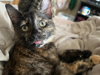 American Shorthair – Reese, Friendly 2-Year-Old American Shorthair Cat – Columbus – Columbus
