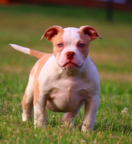 American Bulldog – American Bully Female