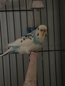 Budgerigar – Parakeet to Rehome