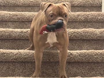 WAFFLES FOR SALE!!!ASAP 